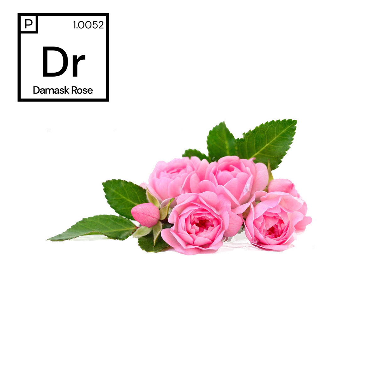 Damask Rose Fragrance  #1.0052