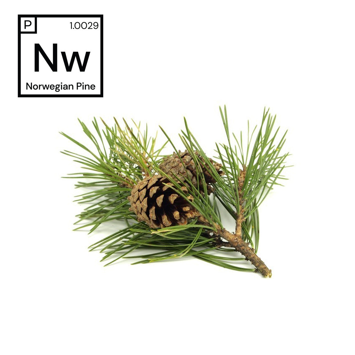 Norwegian Pine Fragrance #1.0029